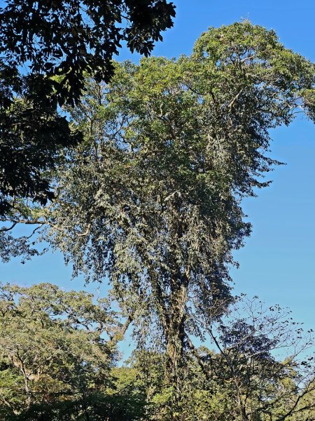 特富野古道-2024嘉遊好步道．來嘉走走2674374