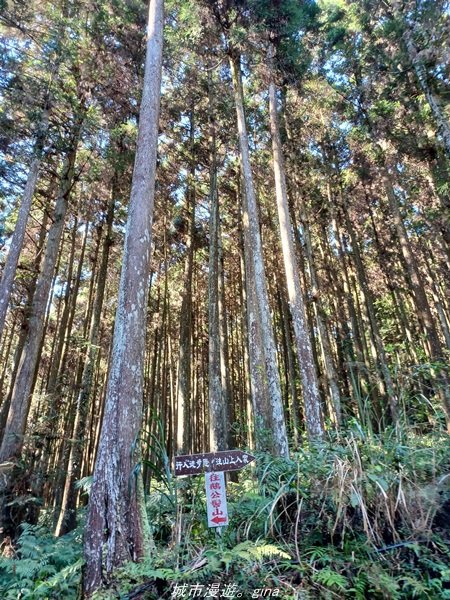 【新竹。五峰】  悠遊山林。 小百岳集起來。 編號31小百岳~鵝公髻山步道x山上人家1652457