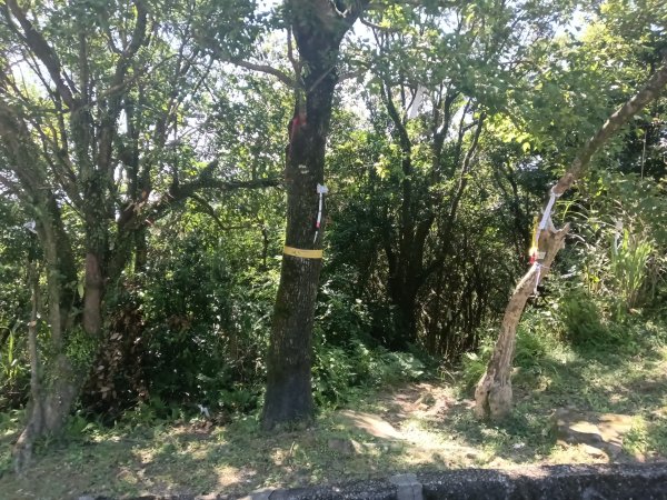 汐止區火燒坪山+車坪寮崙+五指山前峰O型2857907