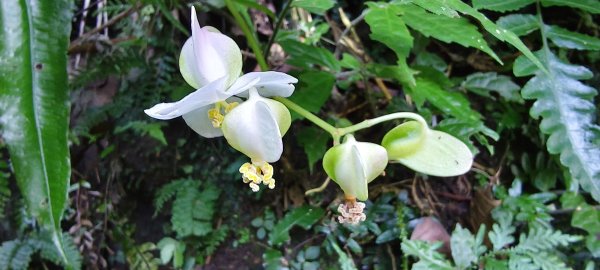 2025/11/22_五指山橫向登山步道+仙洞步道 O型2944180