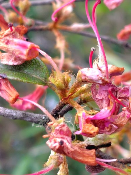 稍來小雪山國家步道、船型山、鞍馬山、鞍馬山東北峰、天池、雪山神木2799735