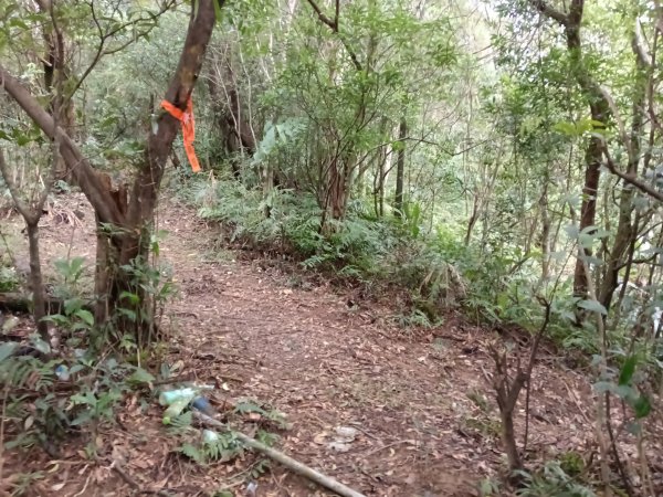 雙溪區石壁坑橋+平林山+武山煤礦土地公+上林山稜線+彎穹越嶺古道+石壁坑橋O型2991291