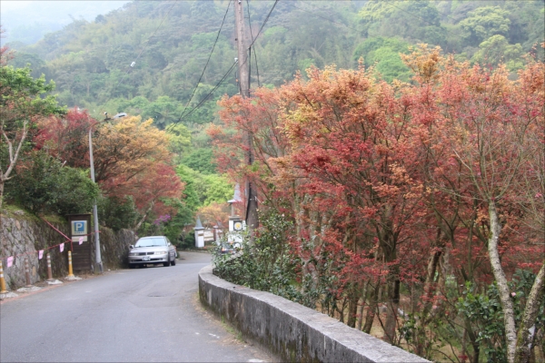 【新聞】臺北市菁山社區春遊趣 首推浪漫槭樹紅葉景