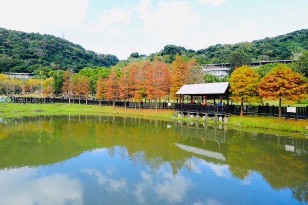 落羽松@原住民主題公園1584067