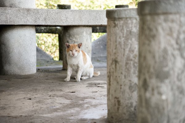 大崗山步道｜小百岳2812789
