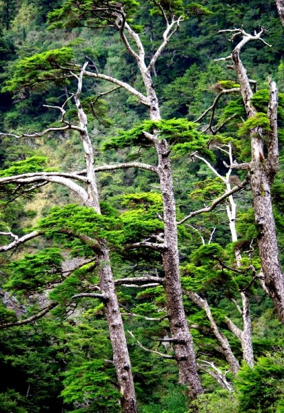 山風15度C吹拂 ~ 合歡溪 步道1551804