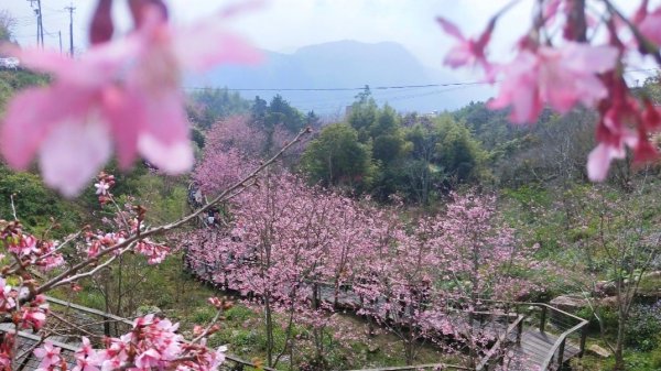 阿里山頂石桌 櫻之道123月櫻花季852361