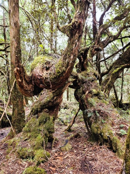 翠峰湖環山步道-(宜蘭)臺灣百大必訪步道2827562