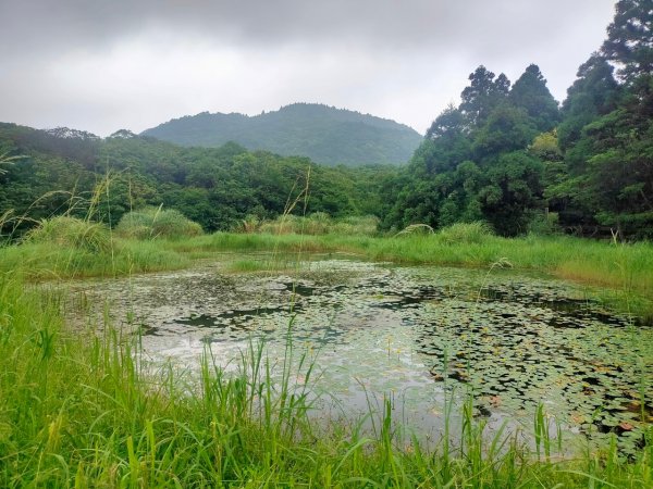 2023/6/18［陽明山輕鬆走］（冷水坑~橫嶺古道~天母古道）2204210