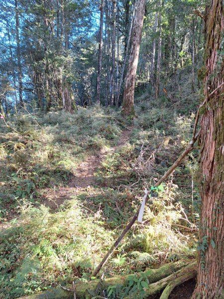 石山+阿毛神木202512112961789