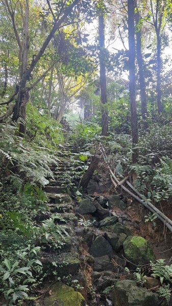 20251124綠峰山莊到天籟-大孔尾步道-南勢湖步道2944093