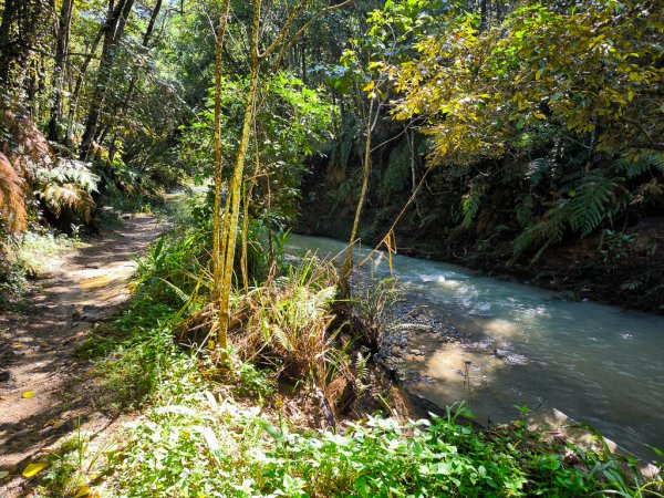 2024-08-22 澀水森林步道2578391