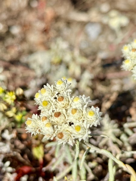 合歡東峰散步趣  2025.10.152923075