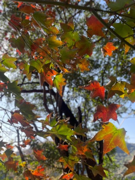 拱北殿賞楓🍁雙湖縱走賞落羽松2686643