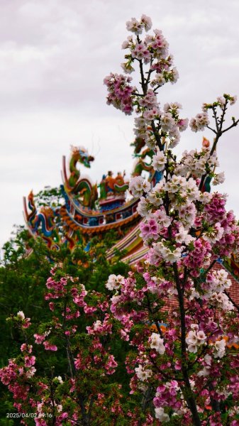 #綠繡眼 訪花 #吉野櫻 #天元宮 #楓樹湖 03162750789