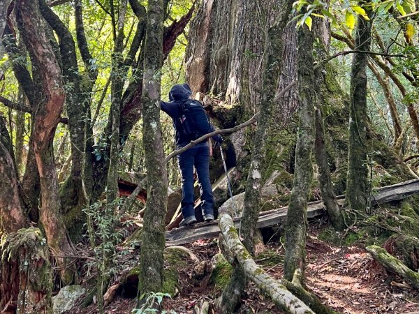 船型山環走大雪山210林道2978059