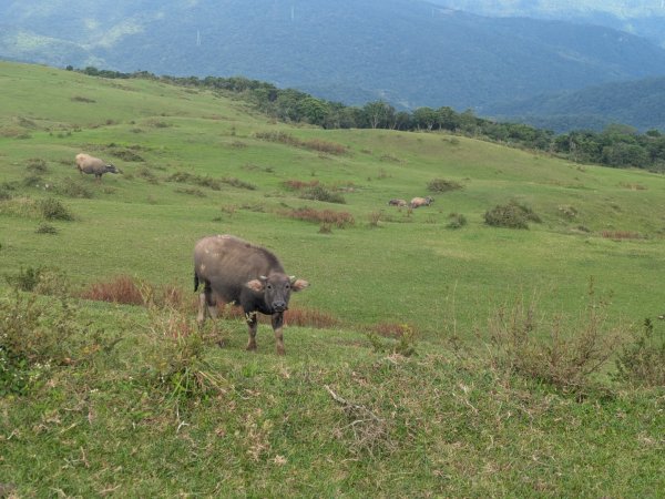 20251108桃源谷到草嶺古道大里天公廟2931449