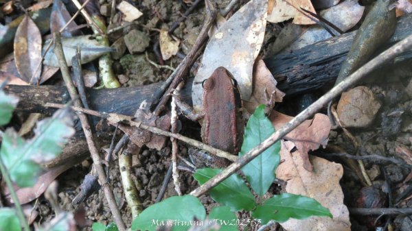 《苗栗》關刀出關｜三義關刀山出關古道(聖關段-苗56)202509052878827