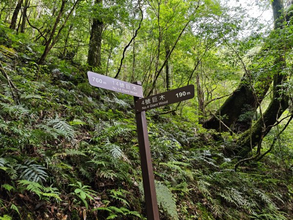 2025_0713 拉拉山神木群步道2837373