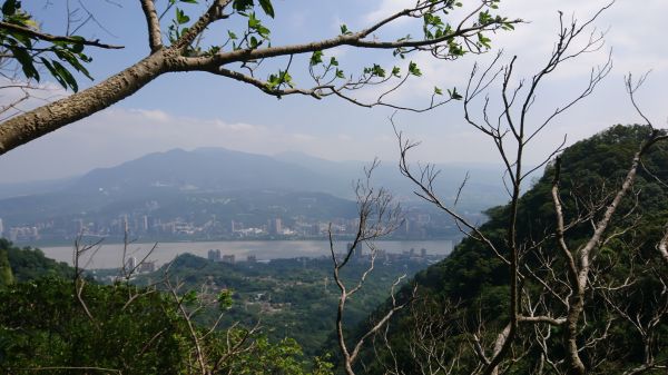 觀音山(林梢→楓櫃斗湖→硬漢嶺→占山)414884