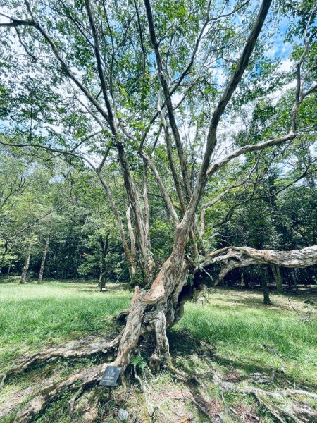 20260727 宜蘭福山植物園3111131