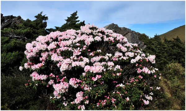 2016/05/09 石門山的高山杜鵑39558