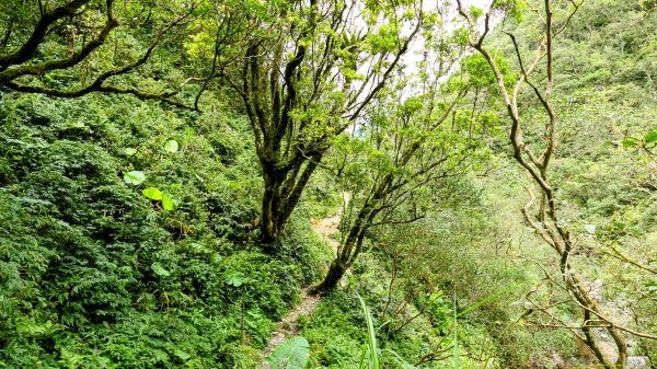 桶後越嶺古道2876809