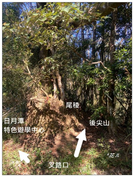 逐鹿古道、雨社山(南投、魚池)2667445
