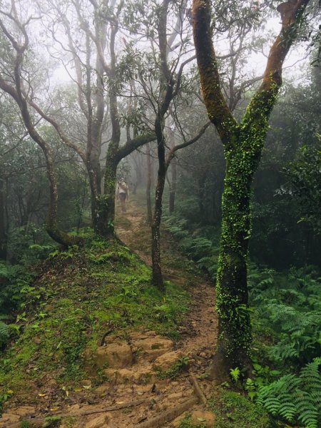 汐止大尖山-一坑古道（汐平通嶺步道）534369