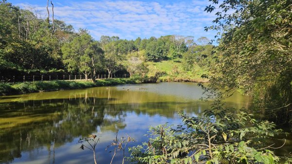 20251222龍峎頂步道-三灣火炎山-老銃櫃步道-三灣落羽松-肚兜角步道2969139