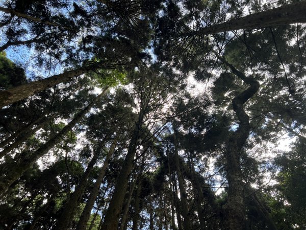 加里山 大坪登山口 杜鵑嶺 加里山P形1900973