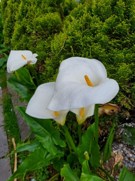 阿里山大塔山899517