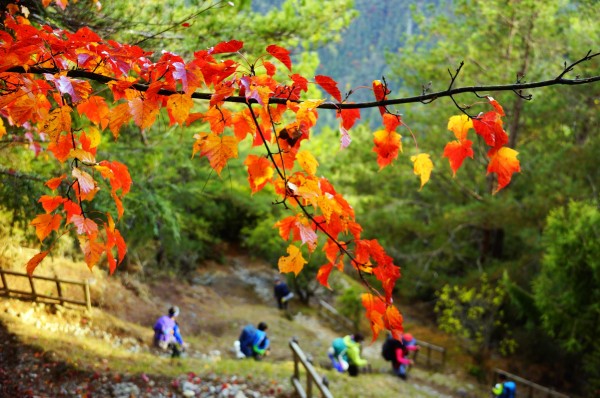 桃山登山步道楓紅238574