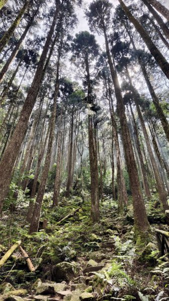 【台灣健行】山河無恙、歷史長歌  - 大雪山林場3136072