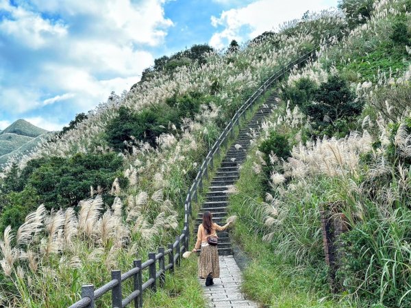 基隆山 報時山 九份 地質公園秋芒盛開2376965