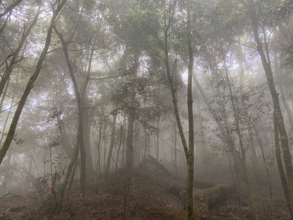 112/5/13屋我尾步道（大雪山）一日2164309