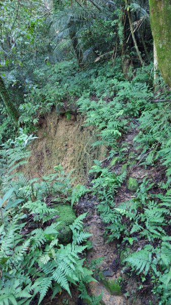 蛇來運轉之蛇年爬蛇山  蛇子形古道-三爪子坑山-蛇子崙山O型2783960