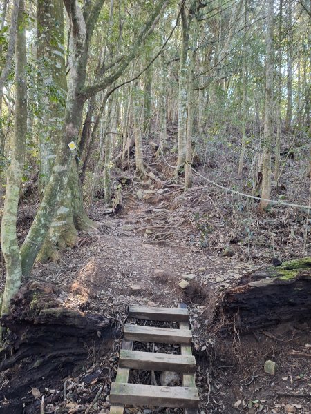 屋我尾山+G(大雪山進老鷹谷出)O型202502162713593