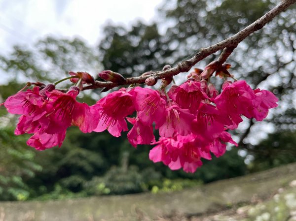 小百岳No.005觀音山1611417