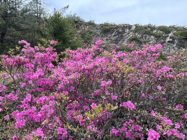 1150524合歡北峰杜鵑花3064385