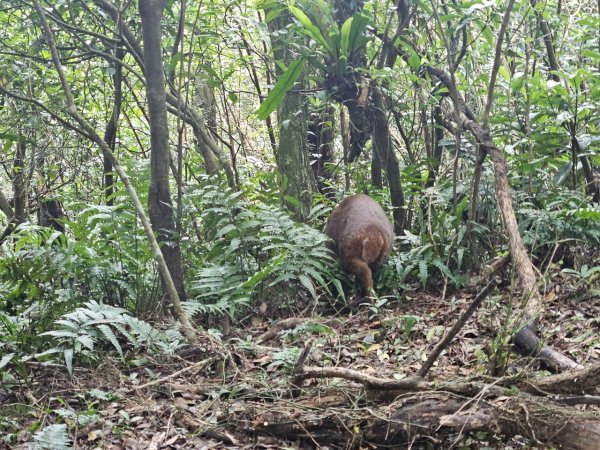 20241229貢寮到大溪(長潭山-西山-丁蘭山-三方向山-鹿窟尾山-睏牛山)2678877