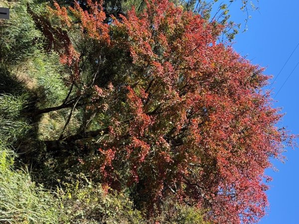 1141215塔山步道2962705