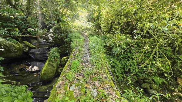 20250422豐田派出所-磨石坑古道-磨石坑山-圳沽古道2767905