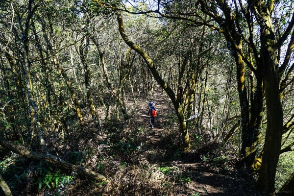 【苗栗】三角山至雙峰山北峰來回、圓子山、三義山