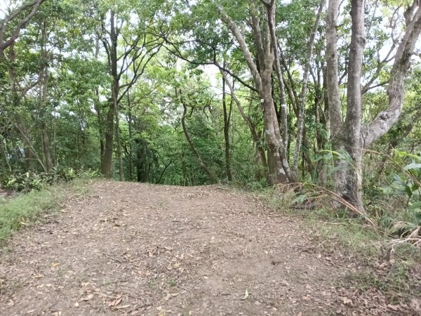 平溪區淡蘭山徑-平湖西步道+內平林山+東步道O型2769925