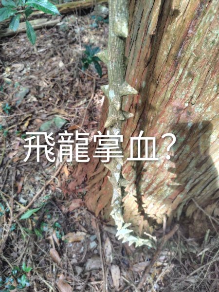 多納六秀 京大山2957603