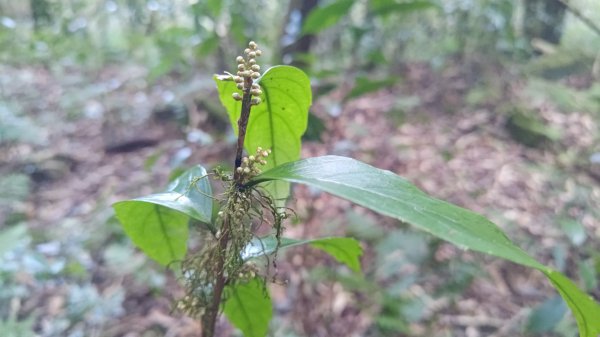 北坑山大板根東洗水山盡尾山東北峰2701691