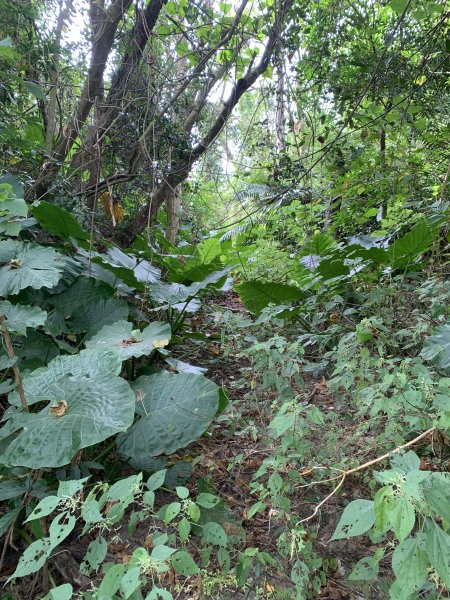 20251024台南東西崙山2925626