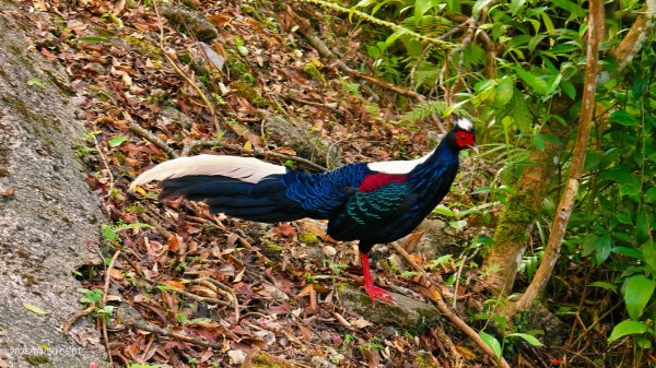 翡翠水庫壩頂 #火燒雲雲海 #日出雲海 #鱷魚島 #藍腹鷴 4/292773464