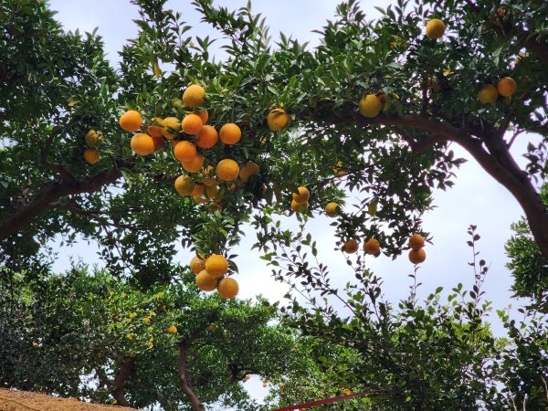 苗栗三灣｜龍峎頂步道2973714